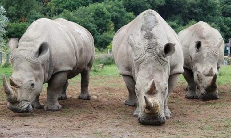 Ziwa Rhino Sanctuary