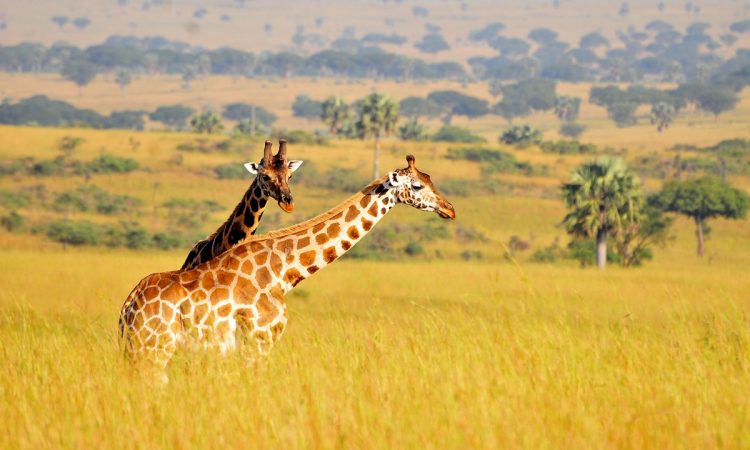 MBURO NATIONAL PARK