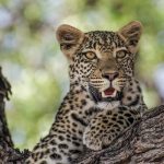 14 Days Uganda Safari- Big 5 Trips-https://tukumbetours.com/5-days-bwindi-queen-elizabeth-tour/