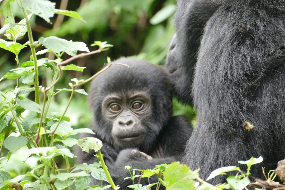 Uganda Safaris