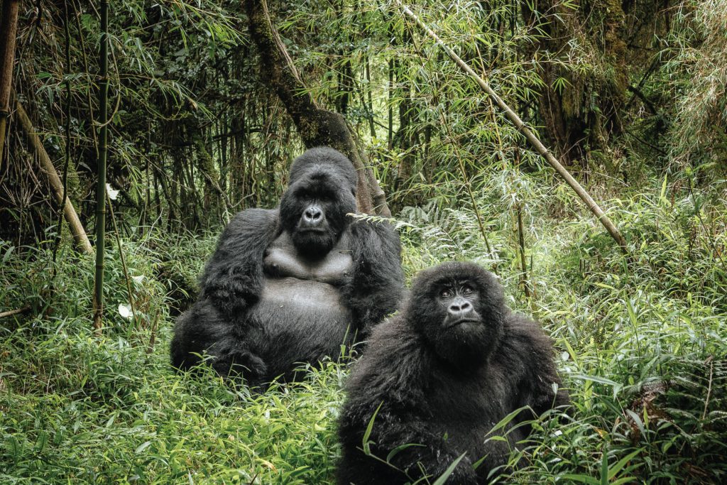 3 Days Gorilla Trekking Uganda