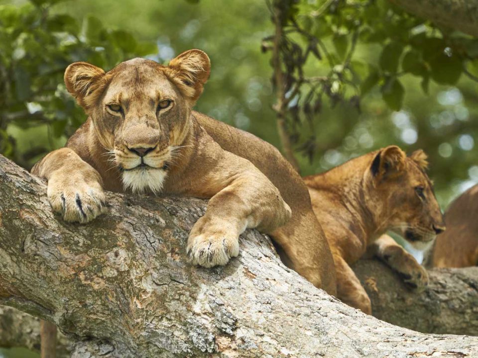 2 Days Queen Elizabeth National Park- Tourist Attractions