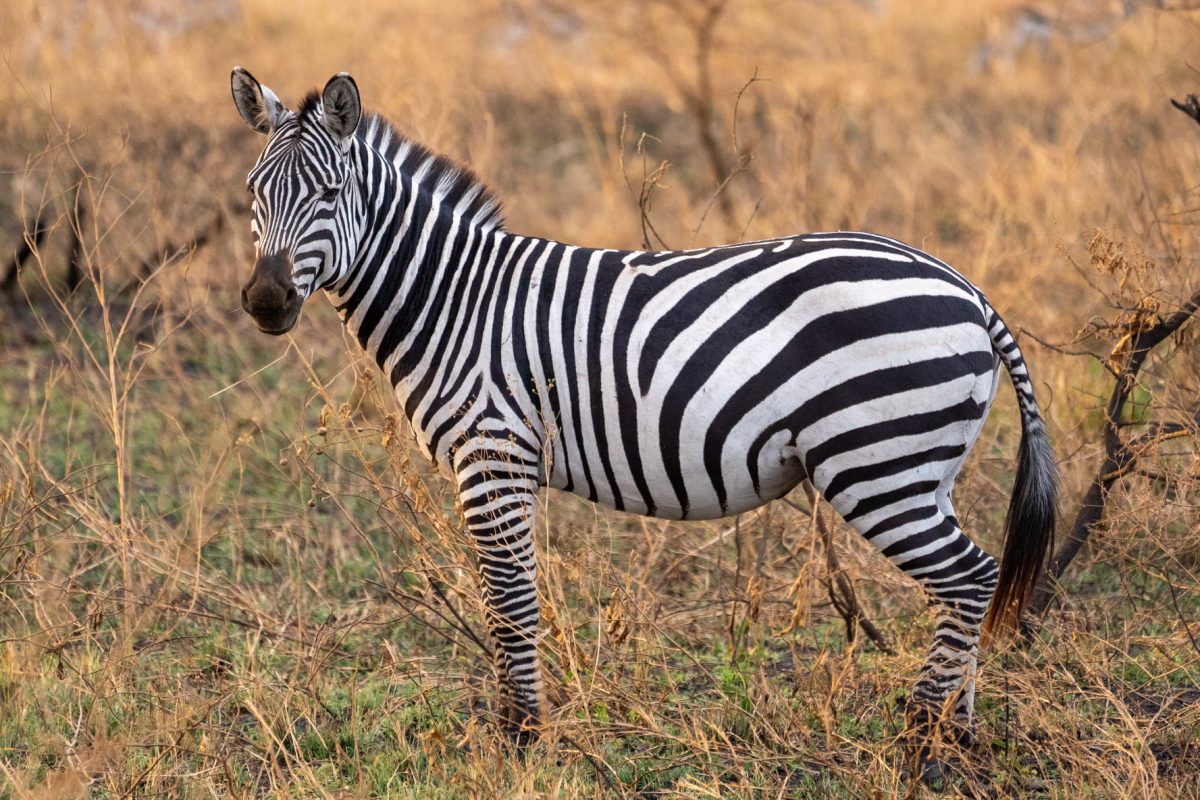 Zebras grazing in Lake Mburo National Park Uganda
