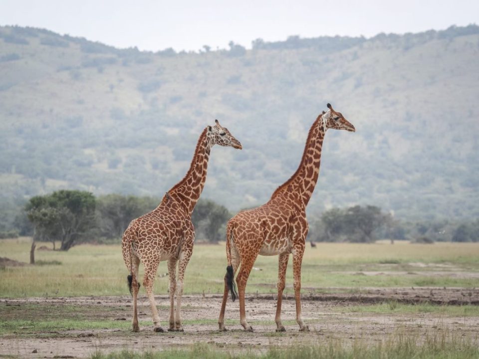 Akagera National Park