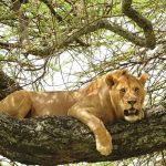 12 Days Uganda Safari Tour-Pearl of Africa