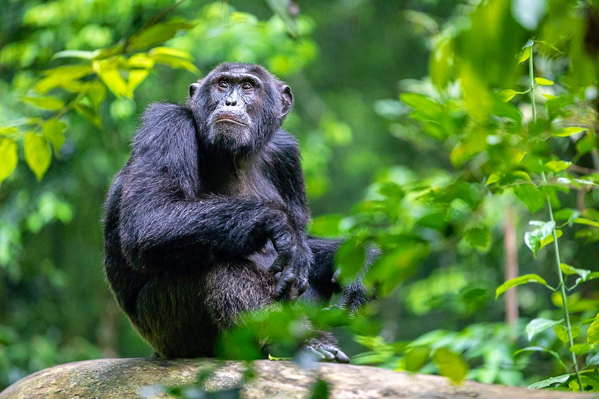 Kibale Forest