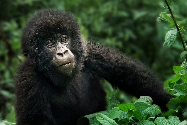 8 days Rwanda and Uganda tours