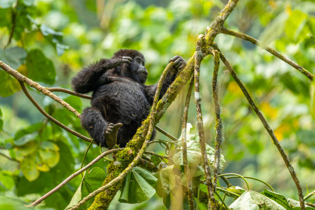 2 Days Gorilla Trekking Ugand