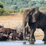 8 Days Best Uganda Safari-Big 5 Trips