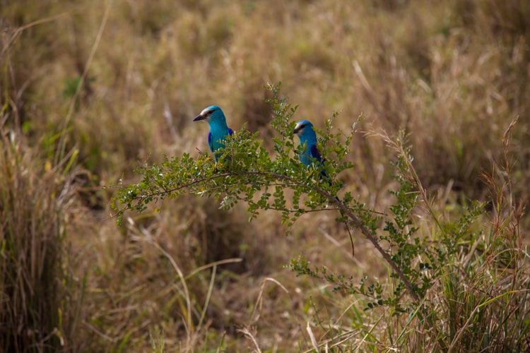14 Days Uganda Birding Safari