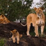 Lions in Uganda