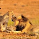 5 Days Best of Tanzania safari