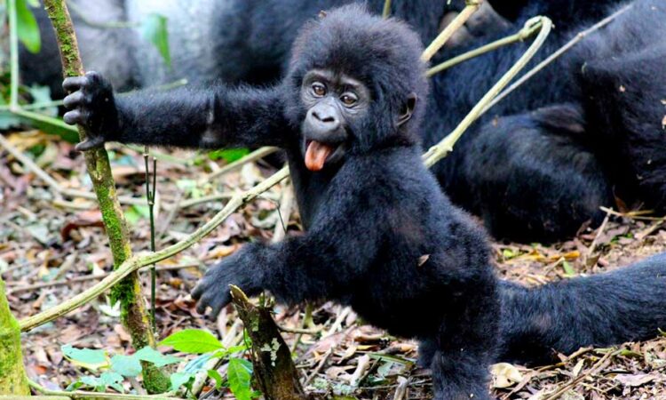 Rushaga from Kigali