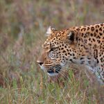 Leopard Tracking in Uganda