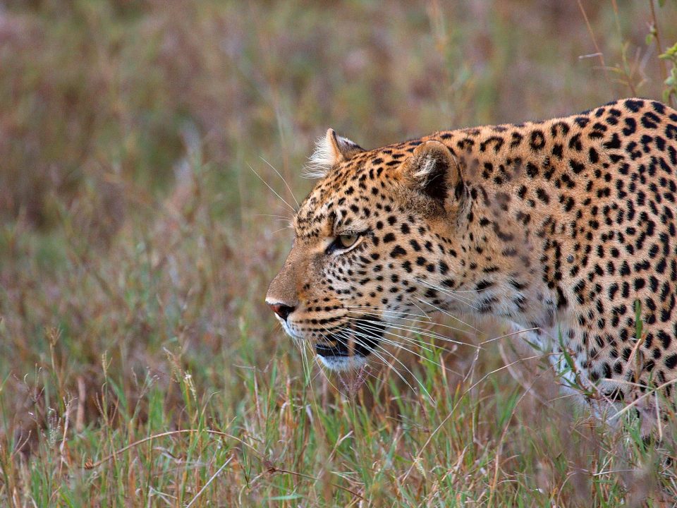 Leopard Tracking in Uganda