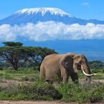 Amboseli National Park-Elephants