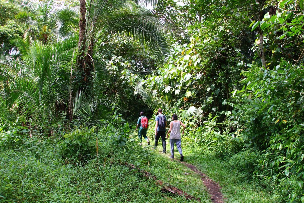 Travelers hiking through Uganda’s rainforest during gorilla trekking