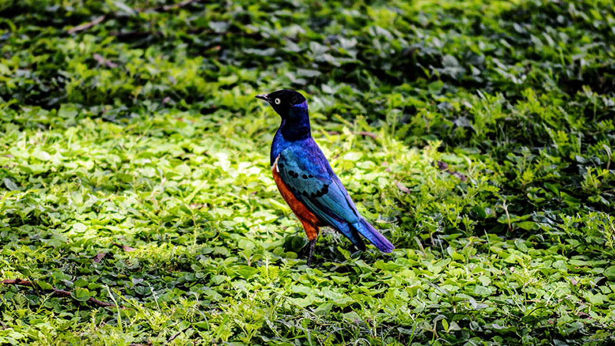 5 Days Bird Watching Safari