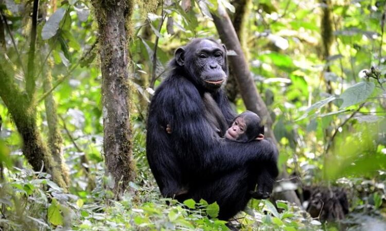 Chimpanzee Trekking in Kanyunchu-Kibale Forest
