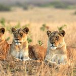 Uganda Wildlife-Lions in Uganda