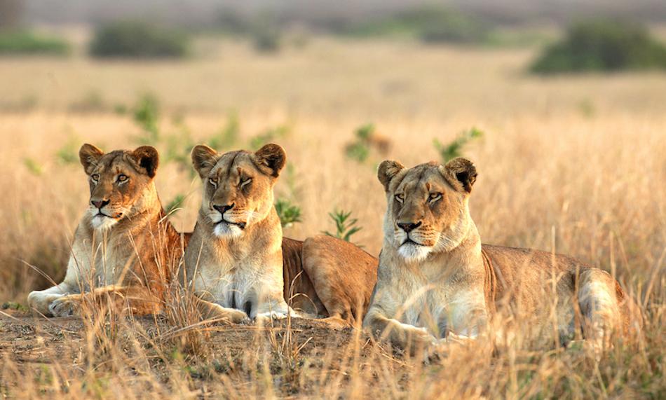 Uganda Wildlife-Lions in Uganda