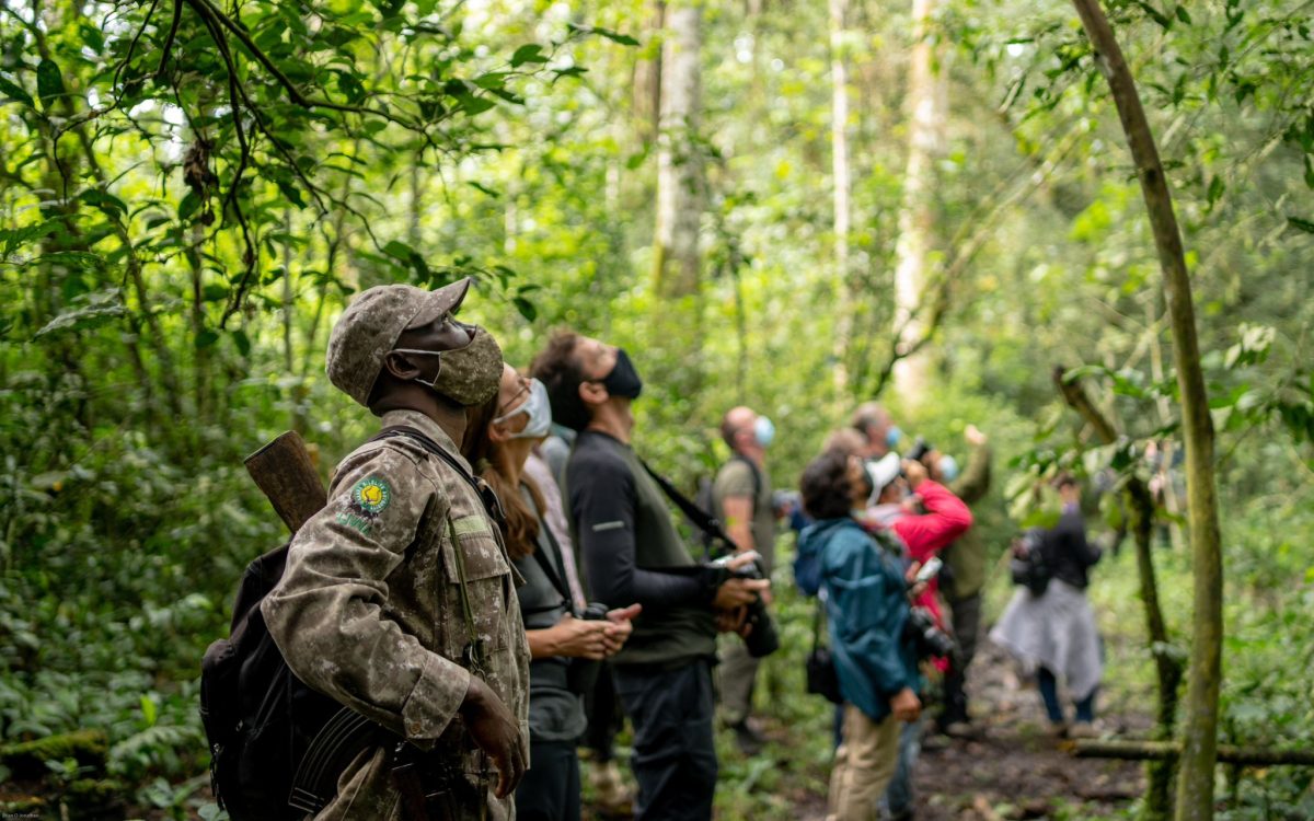 Carefully regulated gorilla trekking activity with mountain gorillas in Uganda