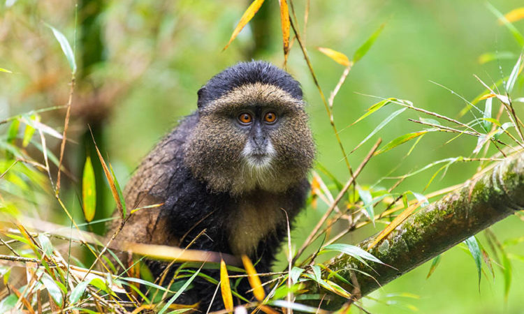 Golden monkeys during a tracking experience in Mgahinga National Park