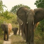 4 Days Queen Elizabeth National park-Uganda- Elephants in Uganda