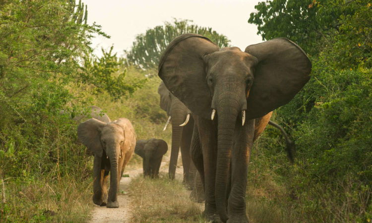 4 Days Queen Elizabeth National park-Uganda- Elephants in Uganda