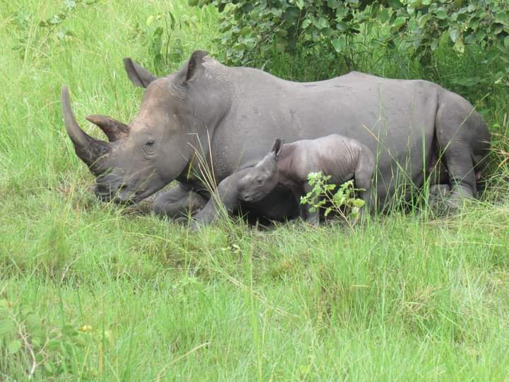 Ziwa Rhino Sanctuary-Uganda- Big 5 Trips