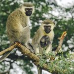 Uganda & Rwanda-Golden Monkey