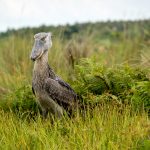 Shoebill Storks-Shoebill Birding