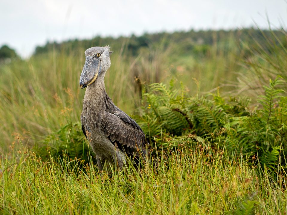 Shoebill Storks-Shoebill Birding