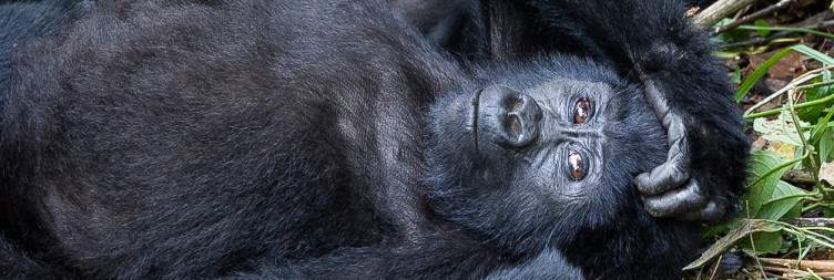 Gorilla Trekking-