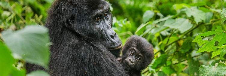 Safe Gorilla Trekking- Gorilla Trekking Documents
