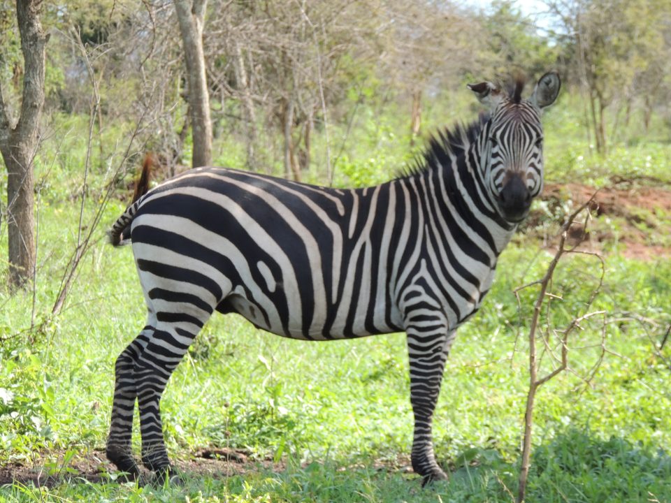 Uganda Safari- Lake Mburo