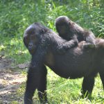 Bwindi Impenetrable