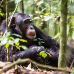 Uganda’s Hidden Gems
