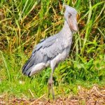 Shoebill Storks
