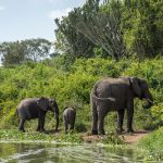 Elephants in Uganda-Big Five-Uganda Safaris