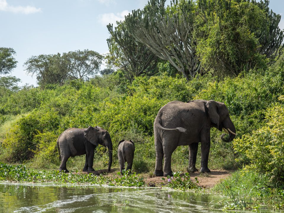 Elephants in Uganda-Big Five-Uganda Safaris