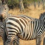 Lake Mburo Boat Cruise Safaris