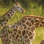 Lake Mburo Boat Cruise Safaris- Travel Destinations