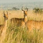 Lake Mburo-Visit Uganda