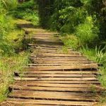 Bigodi Wetland Walk
