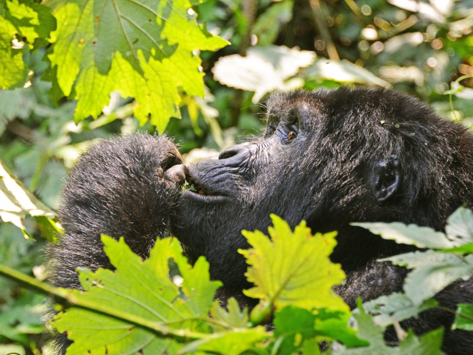 Volcanoes National Park Gorilla Double Trekking-