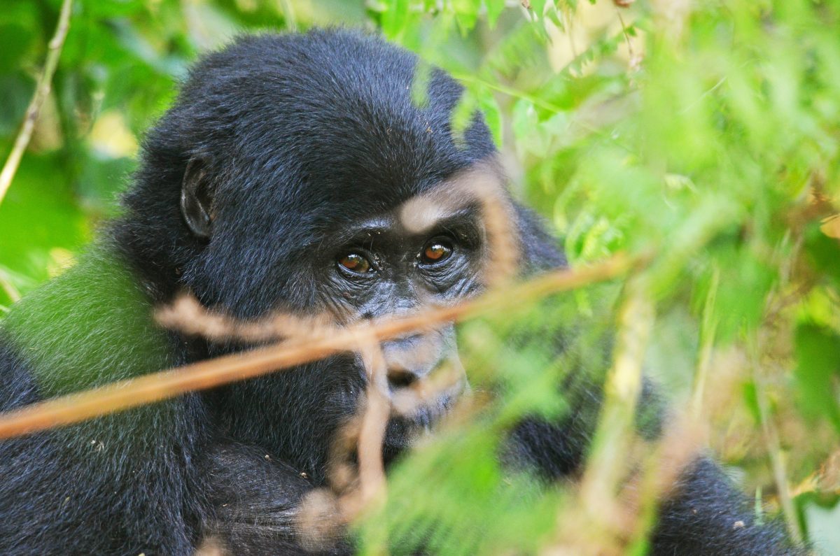 Volcanoes National Park- Gorilla Trekking Permit