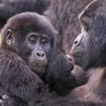 Best Wildlife- Gorilla Trekking Permit