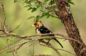 Birding