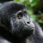 Bwindi from Kigali-Adventures in Uganda